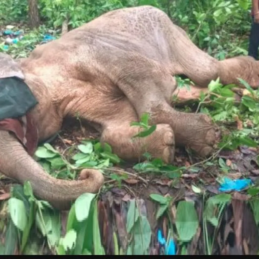 हाथियों की मौत की बढ़ती घटनाएं, वन विभाग ने सुरक्षा उपाय किए तेज